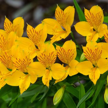 Alstroemeria aurea Lutea - Incalelie