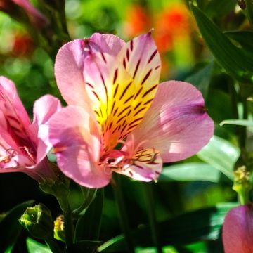 Alstroemeria Ligtu Hybrid - Incalelie