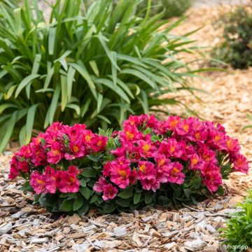 Alstroemeria Incalys Cherry - Incalelie