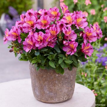 Alstroemeria Incalys Purple - Incalelie