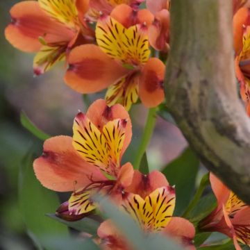 Alstroemeria Inticancha Bryce - Incalelie