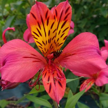 Alstroemeria Majestic Marcé - Incalelie
