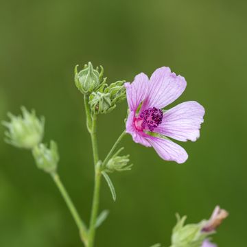 Althaea cannabina - Hennepbladstokroos