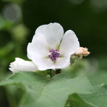 Althaea officinalis - Heemst