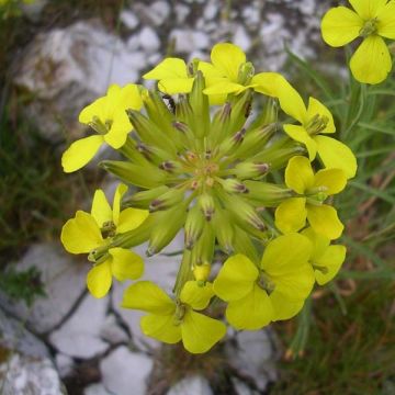 Alyssum montanum Berggold - Schildzaad