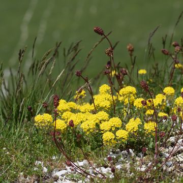 Alyssum montanum Berggold - Schildzaad