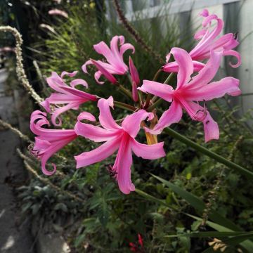 Amarine belladiva Paris