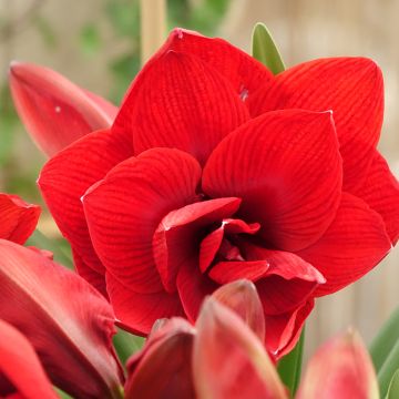 Amaryllis Double Dragon - Hippeastrum