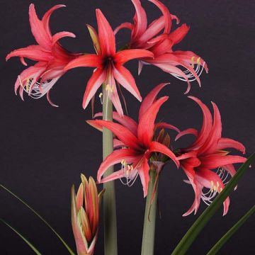 Amaryllis Roze Cybister - Hippeastrum Cybister