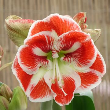Amaryllis Samba - Hippeastrum