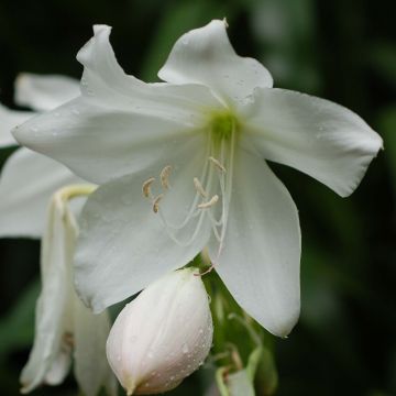 Amaryllis belladonna Alba - Belladonnalelie