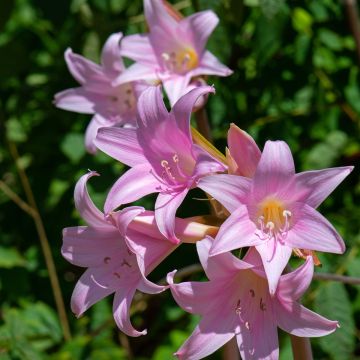 Amaryllis belladonna - Belladonnalelie