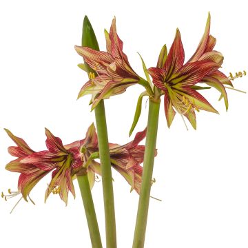 Amaryllis Mystica - Hippeastrum Cybister