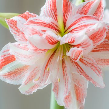 Amaryllis Nymph - Hippeastrum