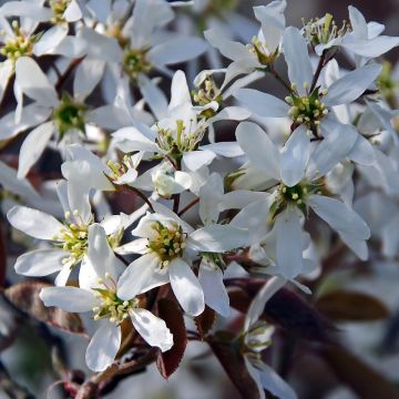 Amelanchier canadensis - Canadees krentenboompje