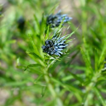 Amsonia Ernst Pagels - Blauwe ster