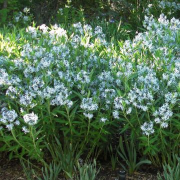 Amsonia ciliata - Blauwe ster