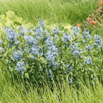 Amsonia ciliata - Blauwe ster