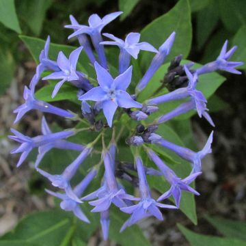 Amsonia Blue Ice - Blauwe ster