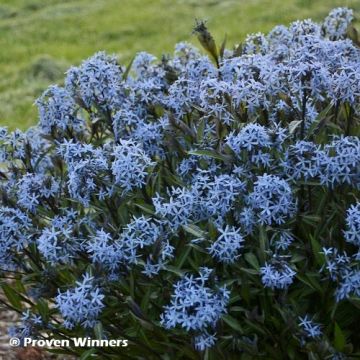 Amsonia tabernaemontana Storm Cloud - Blauwe ster