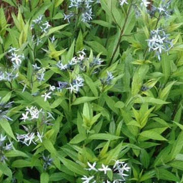 Amsonia tabernaemontana var. salicifolia - Blauwe ster