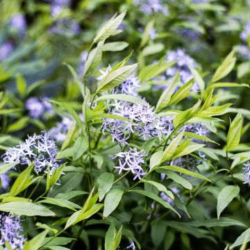 Amsonia tabernaemontana var. salicifolia - Blauwe ster