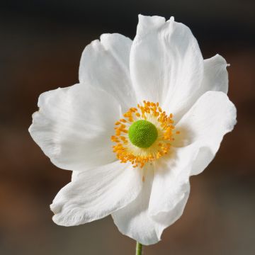 Anemone Slot der Nisse - Herfstanemoon