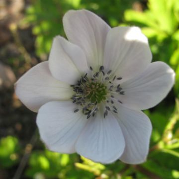 Anemone leveillei - Blauwwitte anemoon