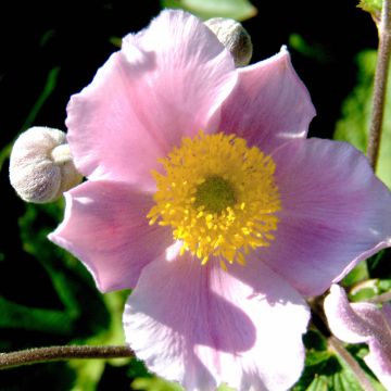 Anemone tomentosa Septemberglanz - Herfstanemoon