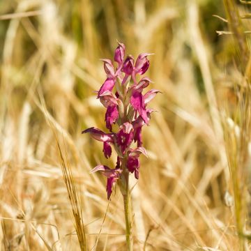 Anacamptis sancta - Heilige orchis
