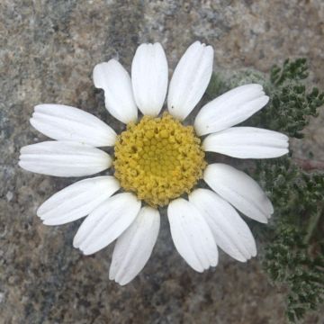 Anacyclus pyrethrum var. depressus - Marokkaanse kamille