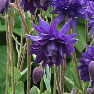 Akelei Blue Barlow - Aquilegia vulgaris