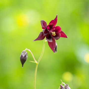 Aquilegia atrata - Donkere akelei