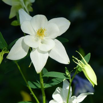 Akelei Kristall - Aquilegia caerulea