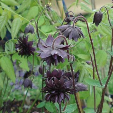 Akelei Black Barlow - Aquilegia vulgaris