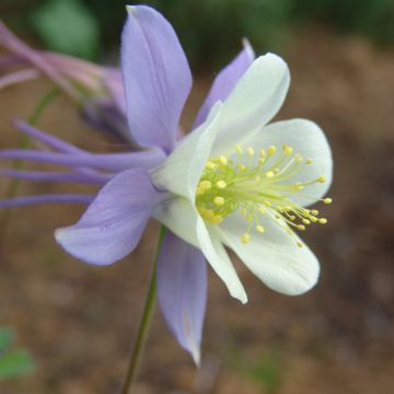 Akelei Blue Star - Aquilegia