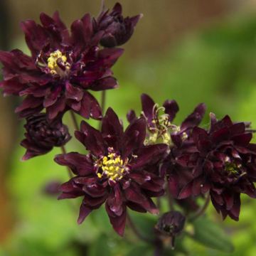 Akelei Clementine Dark Purple - Aquilegia vulgaris
