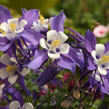 Akelei Mrs M. Nicholls - Aquilegia