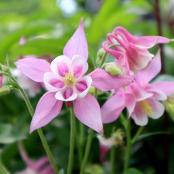 Akelei roze wit Musik - Aquilegia