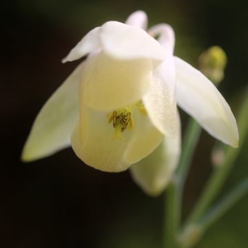 Aquilegia flabellata pumila alba - Dwergakelei wit