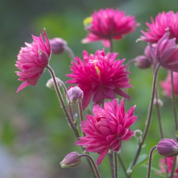 Akelei Clementine Red - Aquilegia vulgaris