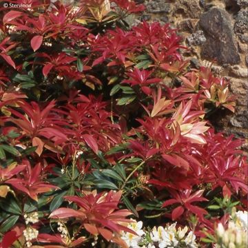 Pieris formosa var. forrestii - Rotsheide
