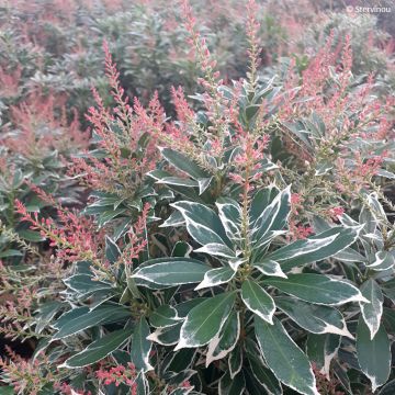 Pieris japonica Polar Passion - Japanse rotsheide