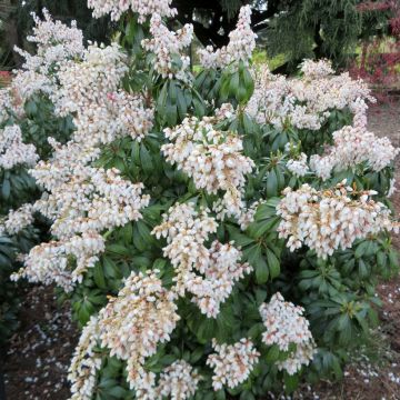 Pieris japonica Prelude - Japanse rotsheide
