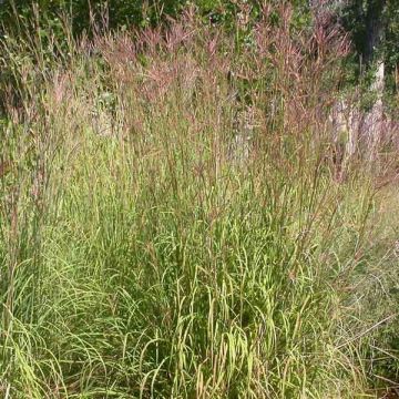 Andropogon gerardii Prairie Sommer - Baardgras