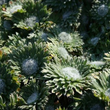 Androsace sarmentosa - Rotsjasmijn