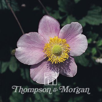 Anemone Japonica Mix (zaad) - Herfstanemoon
