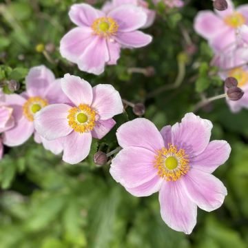 Anemone hybrida Royal Blush - Herfstanemoon