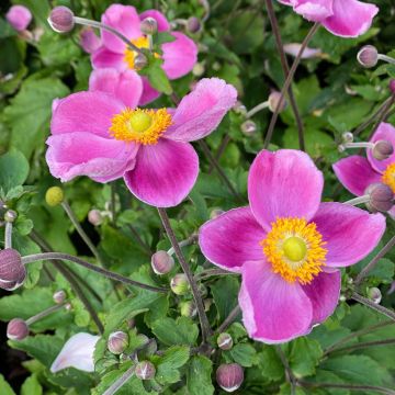 Anemone hybrida Royal Pink - Herfstanemoon