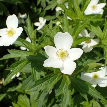 Anemone canadensis - Canadese anemoon